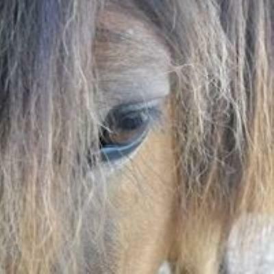 Готель Ferme Equestre Les Chevaliers Penol Екстер'єр фото